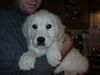 Golden Retriever Foto: Emilia 10 Wochen (ID 1858) Golden Retriever Hund