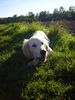 Golden Retriever Foto: Das ist der Kleiner Georgi (ID 40089) Golden Retriever Hund