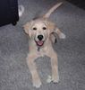 Golden Retriever Foto: die freche Jule (ID 24862) Golden Retriever Hund