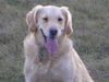 Golden Retriever Foto: War das anstrengend (ID 15182) Golden Retriever Hund