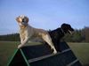 Golden Retriever Foto: Von oben sieht man alles besser (ID 15184) Golden Retriever Hund