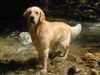 Golden Retriever Foto: im Wasser ist es so schön!! (ID 5954) Golden Retriever Hund