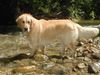 Golden Retriever Foto: Mein Diego (3Jahre) (ID 5631) Golden Retriever Hund