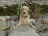 Golden Retriever Foto: diego aus der stmk (ID 5724) Golden Retriever Hund