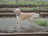 Golden Retriever Foto: Diego (ID 5723) Golden Retriever Hund
