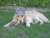 Golden Retriever Foto: Diego aus der Stmk (ID 5816) Golden Retriever Hund