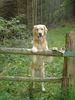 Golden Retriever Foto: Zero vom Steirerhof Rufname Diego (ID 5839) Golden Retriever Hund