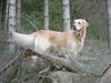 Golden Retriever Foto: Zero vom Steirerhof Rufname Diego (ID 5840) Golden Retriever Hund
