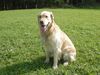 Golden Retriever Foto: Diego (ID 5841) Golden Retriever Hund