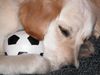 Golden Retriever Foto: AIKA (ID 9346) Golden Retriever Hund