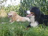 Golden Retriever Foto: Oldie-Goldie und Berner-Freundin (ID 25040) Golden Retriever Hund