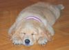 Golden Retriever Foto: Unsere Kira mit 10 Wochen (ID 40319) Golden Retriever Hund