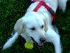 Golden Retriever Foto: Mein Ball und ich :) (ID 17093) Golden Retriever Hund