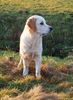 Golden Retriever Foto: Ja was, schon wieder heimgehen? (ID 41076) Golden Retriever Hund