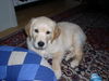Golden Retriever Foto: Meine Cara (ID 27633) Golden Retriever Hund