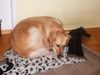 Golden Retriever Foto: kleines Mittagsschläfchen (ID 37177) Golden Retriever Hund