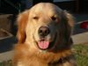 Golden Retriever Foto: Bilbo vom Golden Sun Rise (ID 2992) Golden Retriever Hund