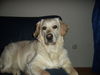 Golden Retriever Foto: UNSERE LEA (ID 37516) Golden Retriever Hund