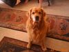 Golden Retriever Foto: Rocky (ID 22538) Golden Retriever Hund