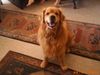 Golden Retriever Foto: Rocky (ID 22539) Golden Retriever Hund