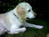 Golden Retriever Foto: Meine süsse ;-) (ID 27875) Golden Retriever Hund