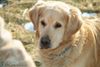 Golden Retriever Foto: Unser Hund Larry (6 Jahre) - ist vor kurzem als Deckrüde ausgewählt worden :-) (ID 29296) Golden Retriever Hund