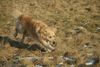 Golden Retriever Foto: Larry (6 Jahre) (ID 29299) Golden Retriever Hund