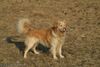 Golden Retriever Foto: auf der großen Wiese fühlt er sich natürlich sehr wohl (ID 29297) Golden Retriever Hund