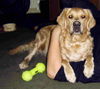 Golden Retriever Foto: Meine süße Lilly (ID 33641) Golden Retriever Hund