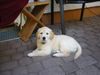 Golden Retriever Foto: Meine Lilly, 8 wochen (ID 14390) Golden Retriever Hund