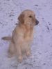 Golden Retriever Foto: nochmal die Luna im Januar 2007 (ID 37131) Golden Retriever Hund
