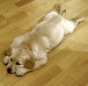 Golden Retriever Foto: ja, das ist die Luna als sie noch klein war...:-) (ID 37119) Golden Retriever Hund