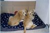 Golden Retriever Foto: Emma und Mütze (ID 17432) Golden Retriever Hund