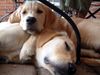 Golden Retriever Foto: Emma & Mütze (ID 17486) Golden Retriever Hund