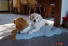 Golden Retriever Foto: Bienes Lieblingsspielzeug (ID 28596) Golden Retriever Hund
