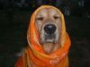 Golden Retriever Foto: Goldie alias Master Joda (6 Jahre) (ID 7626) Golden Retriever Hund