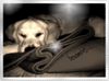Golden Retriever Foto: Baby Max (ID 12296) Golden Retriever Hund
