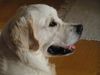 Golden Retriever Foto (ID 14304) Golden Retriever Hund