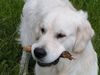 Golden Retriever Foto (ID 14305) Golden Retriever Hund