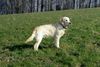 Golden Retriever Foto: Shiloh ( (ID 2606) Golden Retriever Hund