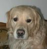 Golden Retriever Foto: Mambo (ID 6229) Golden Retriever Hund