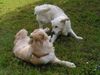Golden Retriever Foto: Max & Bea (ID 12730) Golden Retriever Hund