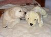 Golden Retriever Foto: Baby Max & sein Moritz (ID 12294) Golden Retriever Hund
