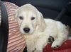 Golden Retriever Foto: Baby Max (ID 12297) Golden Retriever Hund