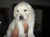 Golden Retriever Foto: Baby Max (ID 12295) Golden Retriever Hund