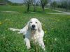 Golden Retriever Foto: Max in der Blumenwiese (ID 12298) Golden Retriever Hund