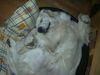 Golden Retriever Foto: Nico, mein Langschläfer (ID 7288) Golden Retriever Hund