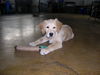 Golden Retriever Foto: Meine kleine Cara (ID 27715) Golden Retriever Hund