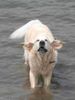 Golden Retriever Hund