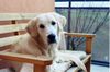 Golden Retriever Foto: mein Liebling Merlin (ID 7993) Golden Retriever Hund